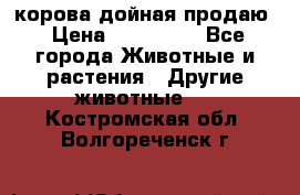 корова дойная продаю › Цена ­ 100 000 - Все города Животные и растения » Другие животные   . Костромская обл.,Волгореченск г.